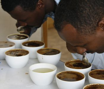 Cupping